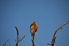 Buteo swainsoni