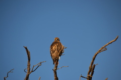 Buteo swainsoni