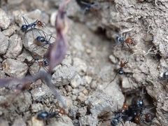 Myrmecocystus melliger