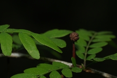 Gleditsia aquatica