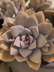 Graptopetalum