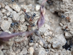 Myrmecocystus melliger