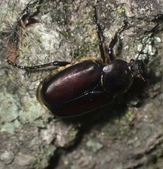 Osmoderma eremicola