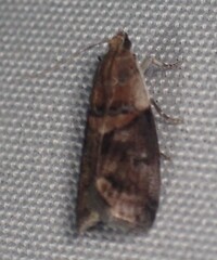 Acrobasis palliolella