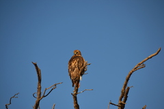 Buteo swainsoni