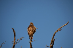 Buteo swainsoni