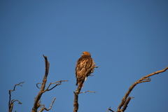 Buteo swainsoni