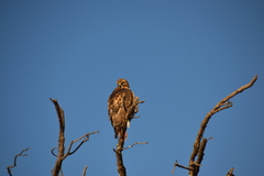 Buteo swainsoni