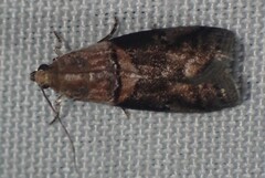 Acrobasis palliolella