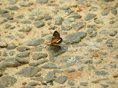 Lepidoptera