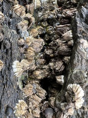 Semibalanus cariosus