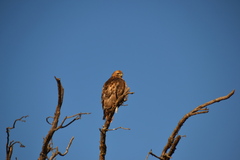 Buteo swainsoni