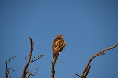 Buteo swainsoni