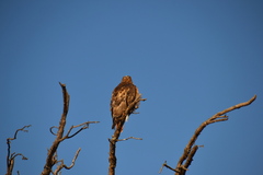 Buteo swainsoni