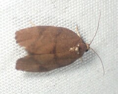 Argyrotaenia juglandana