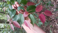 Pentaphylax euryoides