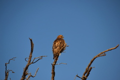 Buteo swainsoni