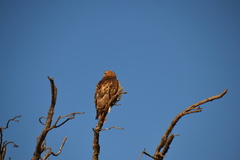Buteo swainsoni