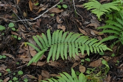 Cyclosorus interruptus