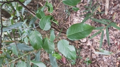 Pentaphylax euryoides