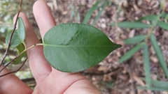 Pentaphylax euryoides