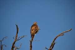 Buteo swainsoni