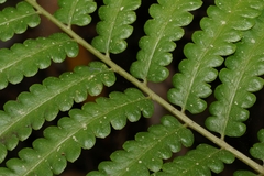 Cyclosorus interruptus