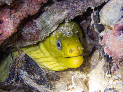 Gymnothorax funebris