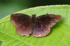 Anastrus neaeris