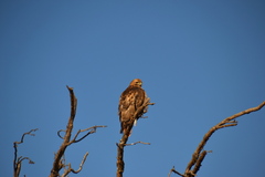Buteo swainsoni