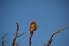 Buteo swainsoni