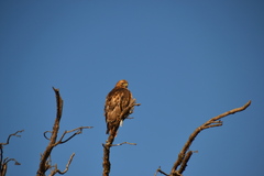 Buteo swainsoni