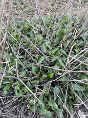 Salvia farinacea