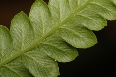 Cyclosorus interruptus