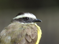 Myiozetetes cayanensis