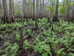 Cyclosorus interruptus