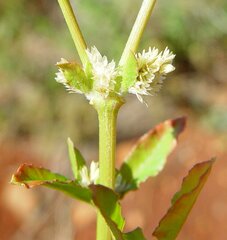 Alternanthera nana