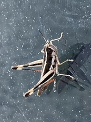 Macrotona securiformis