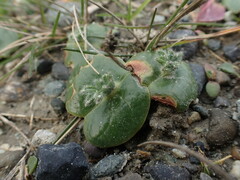 Lupinus densiflorus densiflorus