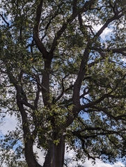 Quercus agrifolia