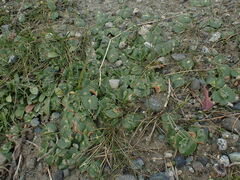 Lupinus densiflorus densiflorus