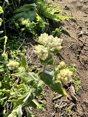 Pseudognaphalium biolettii