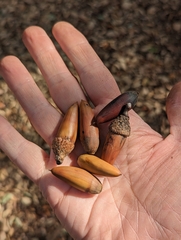 Quercus agrifolia
