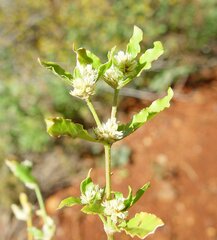 Alternanthera nana
