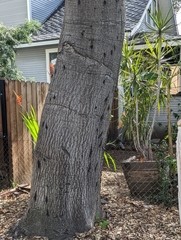 Quercus agrifolia