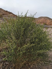 Ambrosia salsola