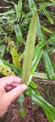 Knightia excelsa