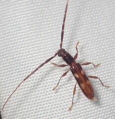 Heterachthes quadrimaculatus