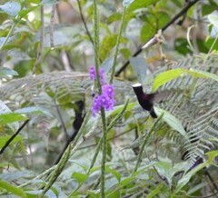 Microchera albocoronata