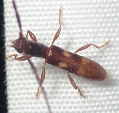 Heterachthes quadrimaculatus